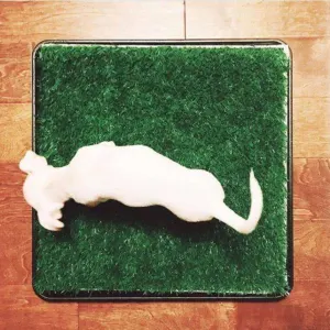 Wee-Wee Indoor Pet Potty Grass Patch For Dogs lifestyle from top view with white dog