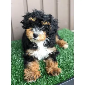 Wee-Wee Indoor Pet Potty Grass Patch For Dogs lifestyle with black, brown and white dog