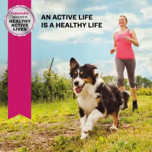 Eukanuba Senior Medium Breed Dog Food maintain an active and healthy life