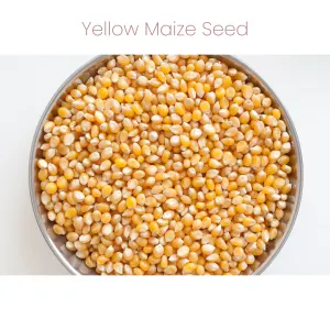 Westermans Bird Parrot Mix with yellow maize seed