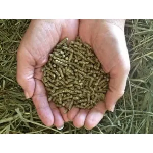 Westermans Small Animal Rabbit Pellets in human hand