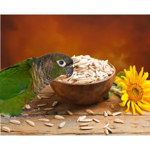 Westermans Bird Seed White Sunflower with green parrot