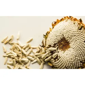 Westermans Bird Seed White Sunflower flower