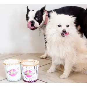 Cool Dogs Ice-Cream for Dogs lifestyle with white and black dogs licking their lips