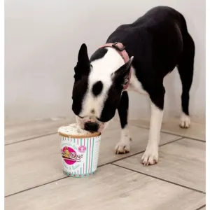 Cool Dogs Ice-Cream for Dogs lifestyle two with black dog eating the ice-cream