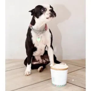 Cool Dogs Ice-Cream for Dogs with black dog sitting by tub