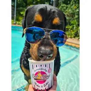 Cool Dogs Ice-Cream for Dogs lifestyle with black and brown dog in sunglasses eating ice-cream