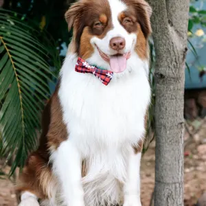 Plaid Bow Tie With Christmas Trees with white and brown dog