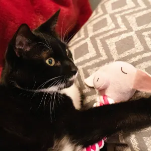 Pig In Blanket Rope Cat Toy lifestyle with black and white cat