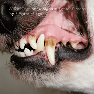 NutriFlex DentaMax Powder For Dogs and Cats reduces risk of dental disease