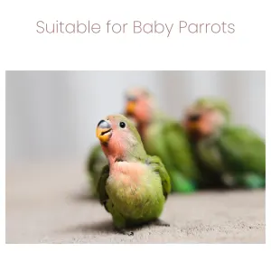 Animal Zone Parrot Soft Food for Weaning suitable for baby birds