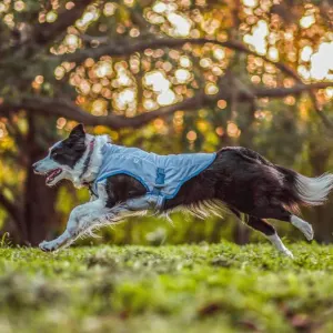 Kurgo Core Cooling Vest lifestyle on brown and white dog while running