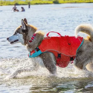 Kurgo Surf n Turf Life Jacket lifestyle on grey and white dog