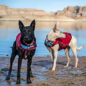 Kurgo Surf n Turf Life Jacket lifestyle on black dog and white dog by water