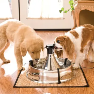 Drinkwell 360° Stainless Steel Pet Fountain – 3.8L lifestyle with two dogs