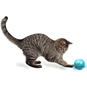 Fishbowl Cat Feeder Toy with Grey and brown Kitten