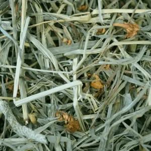 Botanical Grass Feeding Hay for Small Pets actual feeding hay