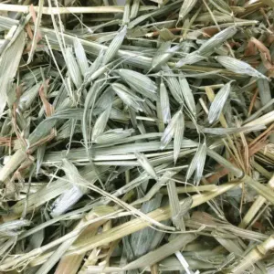 Oat Grass Feeding Hay For Small Pets actual Hay