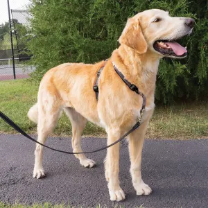 PetSafe® 3 in 1™ Harness and Car Restraint lifestyle on light brown dog