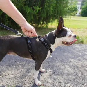 3 in 1 petsafe harness outlet