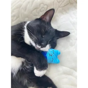 Battersea Catnip Toys For Cats lifestyle with cat design and black cat