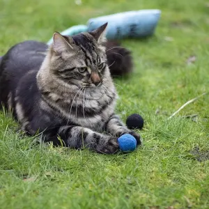 Battersea Catnip Toys For Cats lifestyle with grey cat and ball design