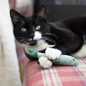 Battersea Catnip Toys For Cats lifestyle four with green fish