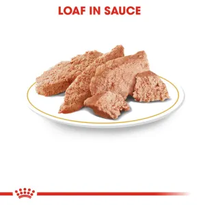 Royal Canin Adult Chihuahua Wet Dog Food loaf in sauce