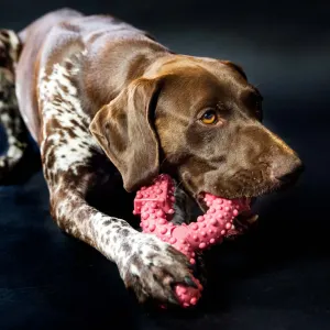 Tasty Bone Chew Toy lifestyle with boerewors flavored bone