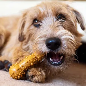 Tasty Bone Chew Toy lifestyle with Lamb chop flavored bone