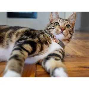 Rogz UrbanCat Collar lifestyle with black and brown cat