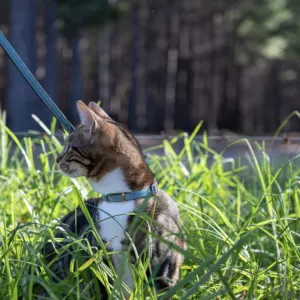 Rogz UrbanCat Collar lifestyle with turquoise collar on grass
