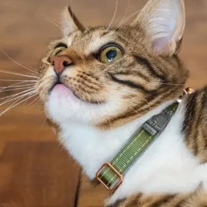 Rogz UrbanCat Collar lifestyle with green collar on cat