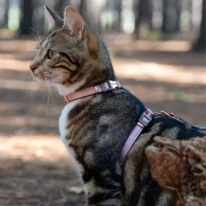 Rogz UrbanCat H-Harness and Lead lifestyle one with pink blush harness