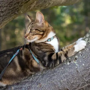 Rogz UrbanCat H-Harness and Lead lifestyle with turquoise moon harness on cat lying in tree