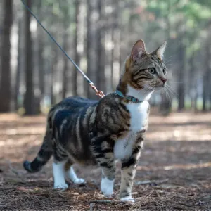 Rogz UrbanCat H-Harness and Lead lifestyle with cat walking on harness