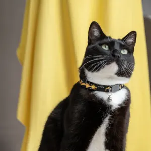 Rogz FashionCat Collar lifestyle two with leopard print