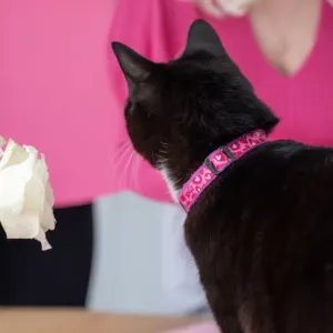 Rogz FashionCat Collar lifestyle with pink collar