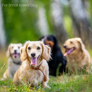 Montego Classic Small Breed Adult Dog Food for smaller dogs