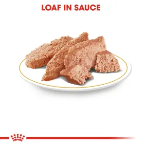 Royal Canin Adult Poodle Wet Dog Food loaf in sauce