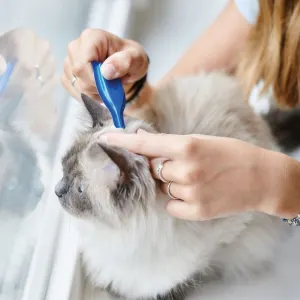 Beaphar Cat Catcomfort Calming Spot On application