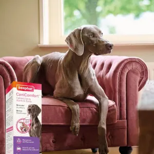 Beaphar Dog Canicomfort Calming Spray lifestyle