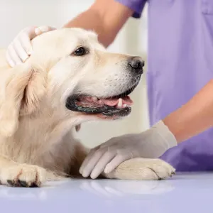 Beaphar Dog Canicomfort Calming Spray use for a vet visit