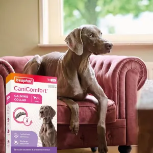 Beaphar Dog Canicomfort Collar lifestyle teo