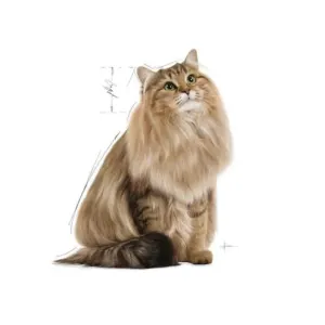 Royal Canin Hair & Skin Adult Wet Cat Food Pouch cat