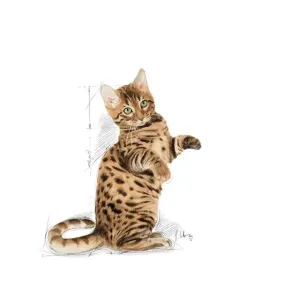 Royal Canin Kitten Sterilised Wet Cat Food - Jelly kittens