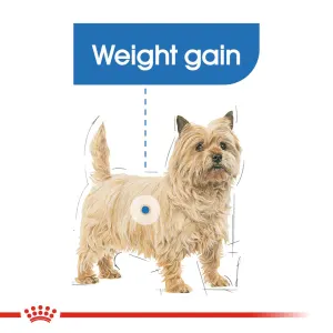 Royal Canin Light Weight Care Wet Dog Food for dogs that have gained weight