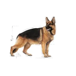 Royal Canin Maxi Adult Wet Dog Food for larger dogs
