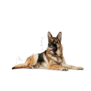 Royal Canin Maxi Ageing Wet Dog Food for larger dogs