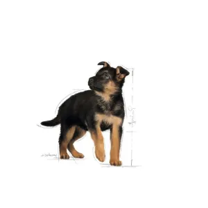 Royal Canin Maxi Puppy Wet Food for larger puppies